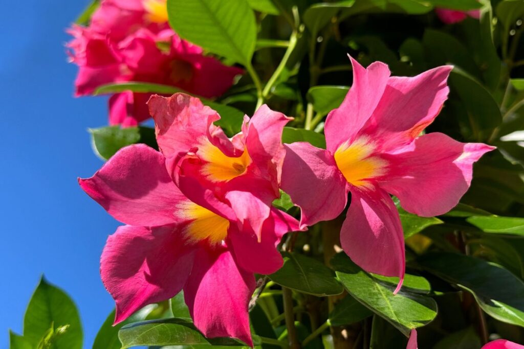 Dipladenia in inverno preparala per la primavera