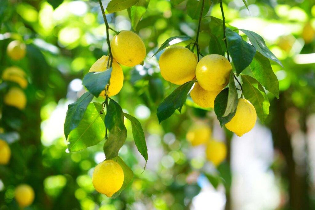 Le tecniche per coltivare limoni 4 stagioni