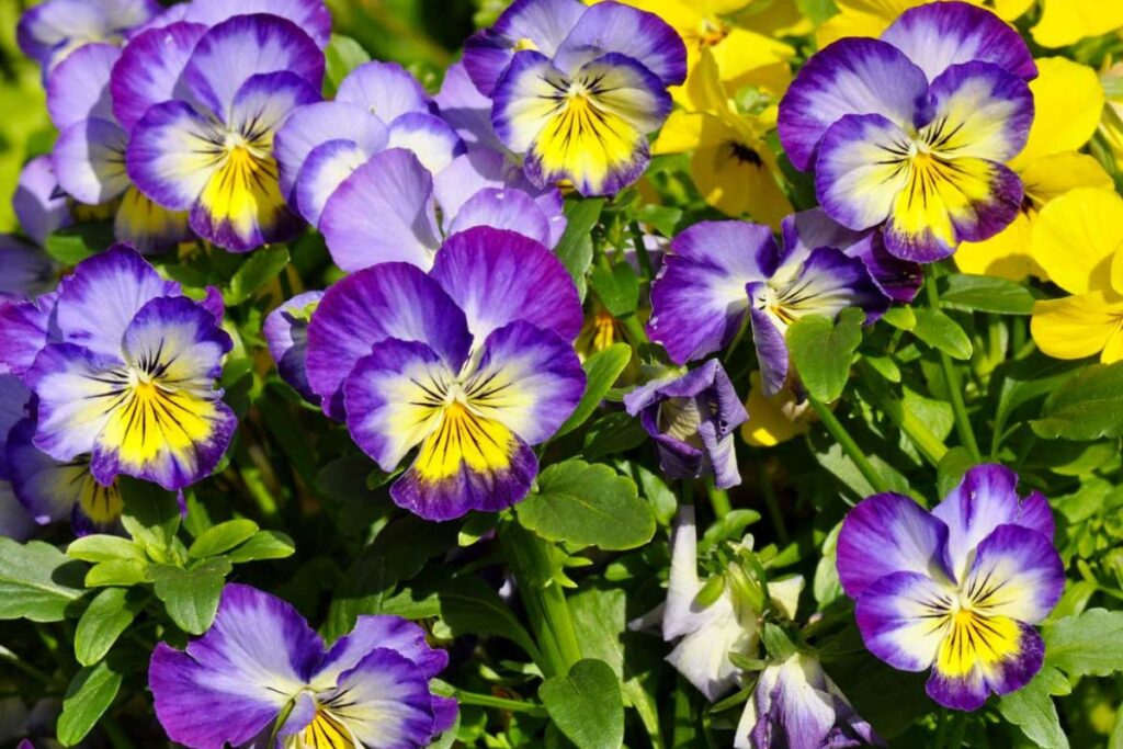 Errori nella cura delle viole in inverno