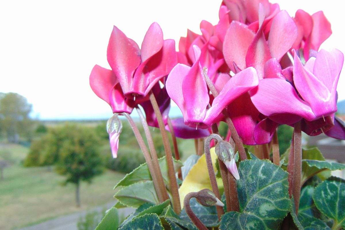 fiori invernali per balcone