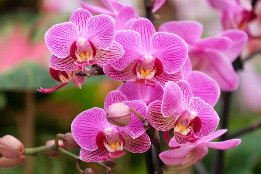 orchidea Phalaenopsis fiorisce a lungo