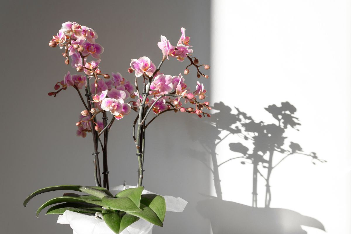 come curare orchidea in autunno