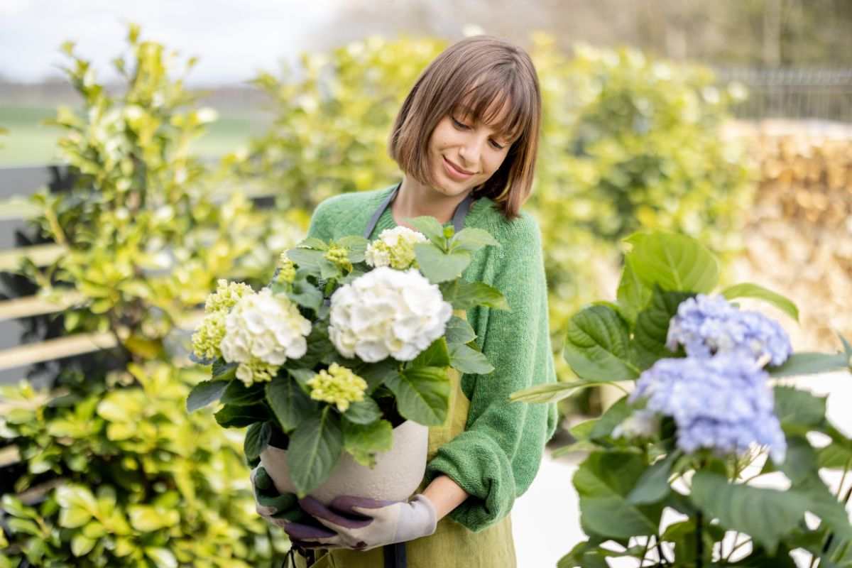 cosa fare per mantenere sana le ortensie