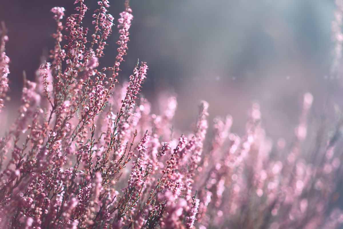 motivi per i quali l'erica appassisce