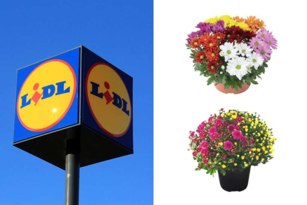 arrivano le piante autunnali da LIDL