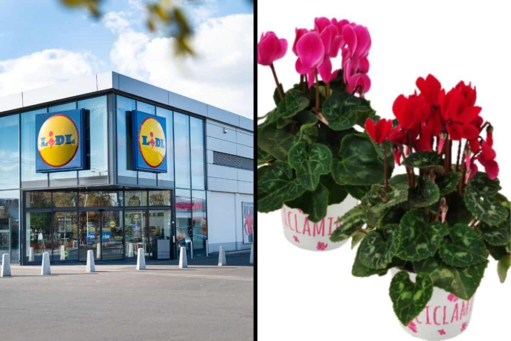 piante della settimana in offerta da Lidl