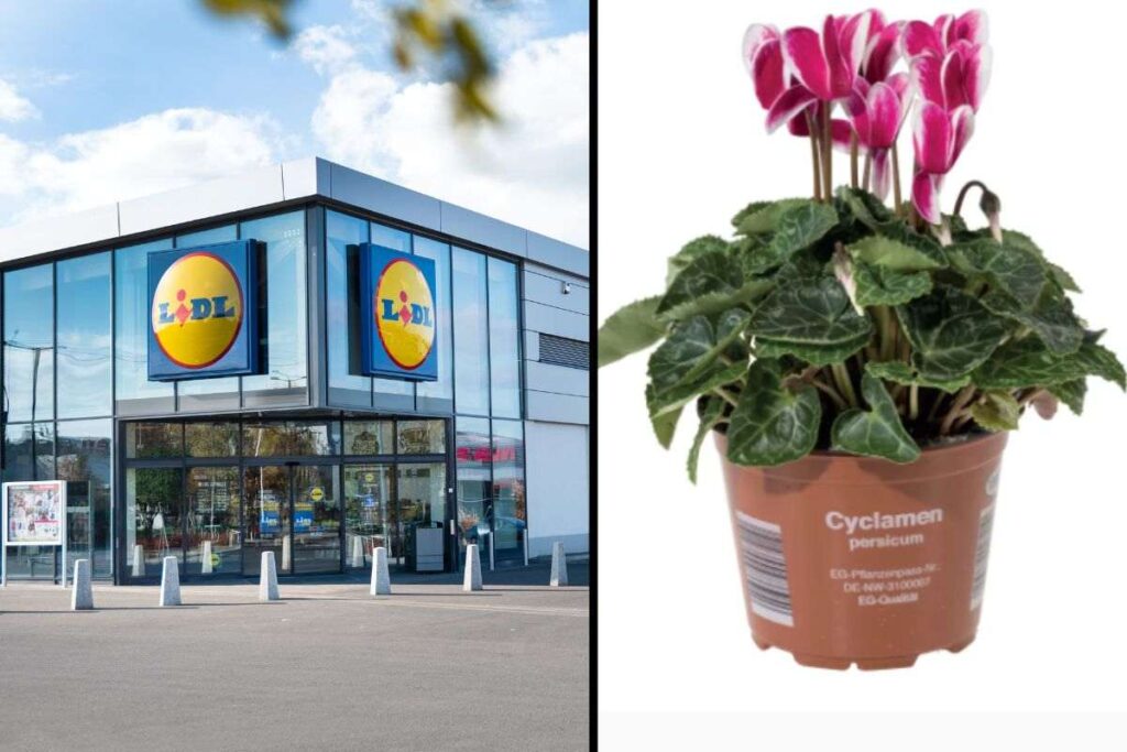 offerte del weekend piante lidl