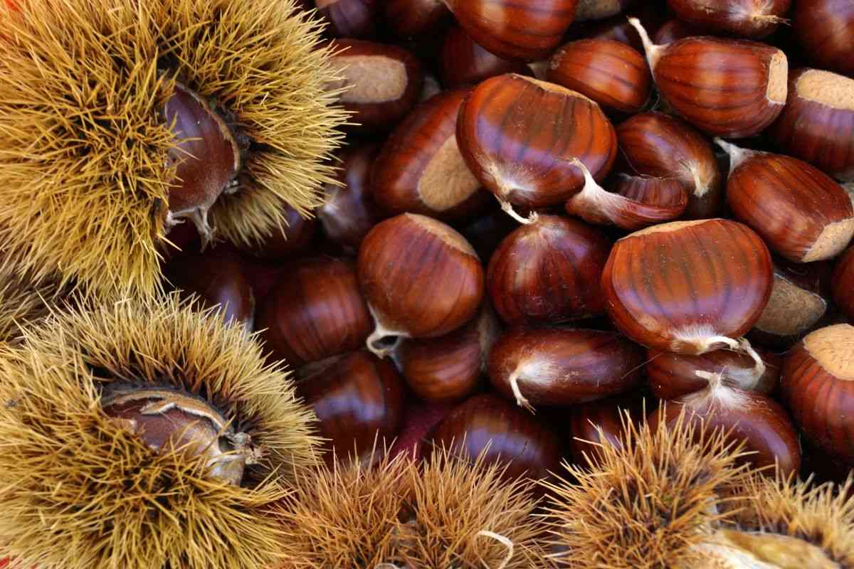 perché è importante riconoscere le castagne