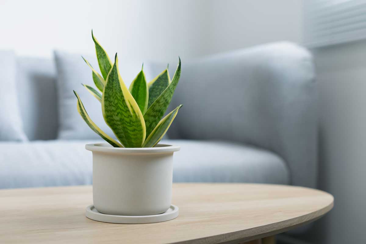 Sansevieria in vaso su tavolino in salotto