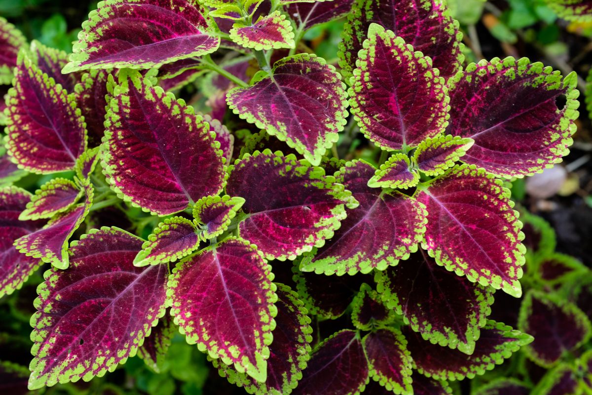 pianta Coleus