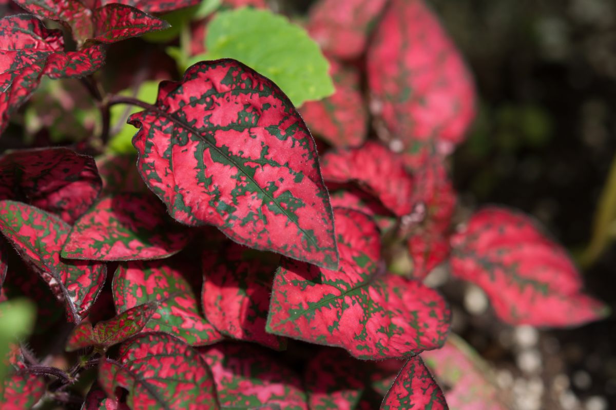 Piante perenni che colorano in inverno