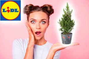 Abete lidl offerta