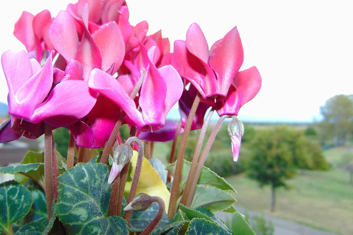 Ciclamino in vaso sul balcone