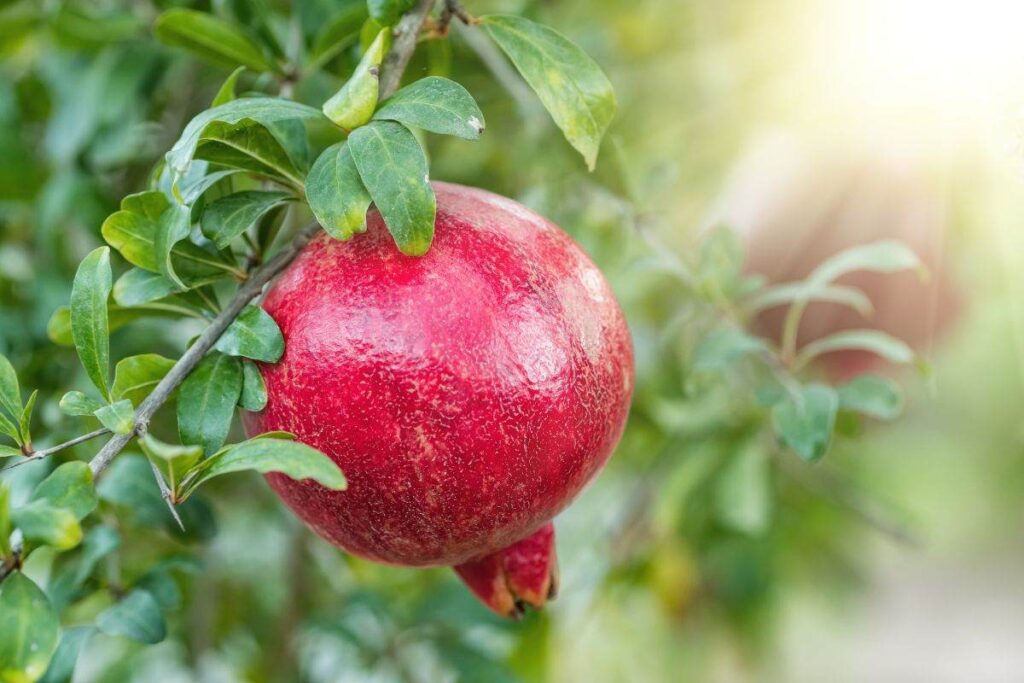 Trucchetto per moltiplicare il melograno