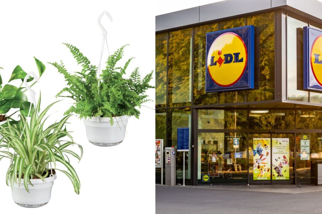 Tutte le piante in offerta da Lidl questa settimana