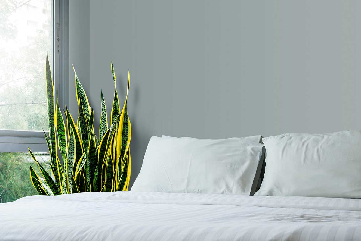 Sansevieria in camera da letto per combattere l'umidità