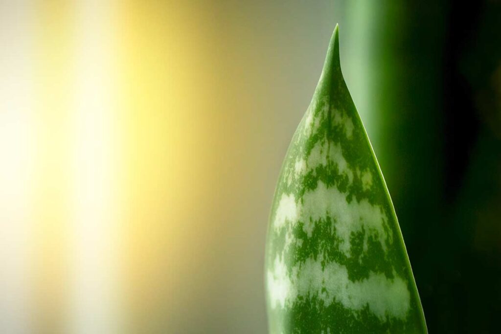 Moltiplicare la Sansevieria