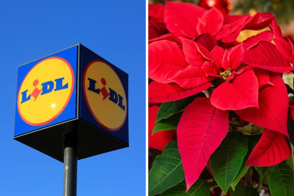 Piante e fiori da Lidl