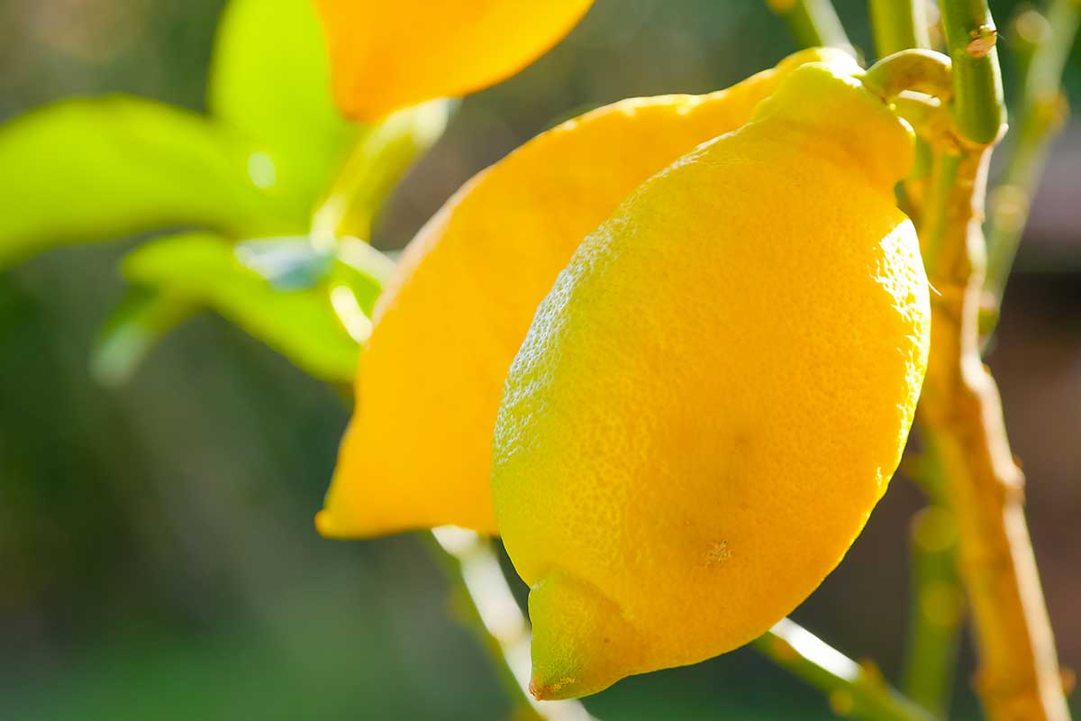 Limoni a dicembre cosa fare