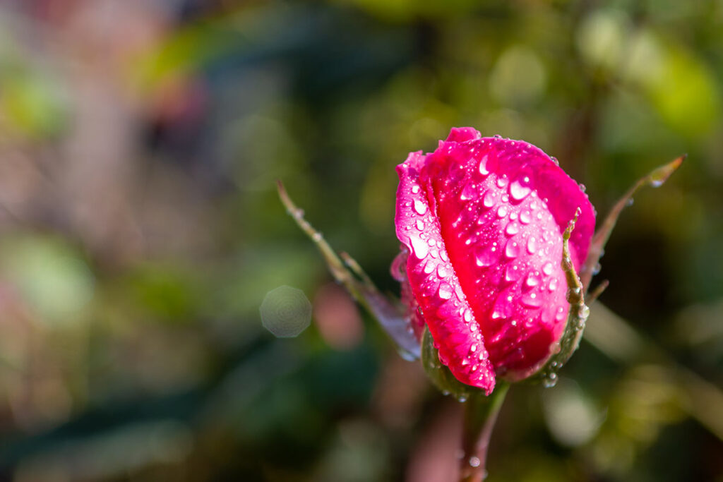 come potare le rose