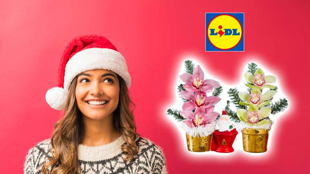 piante e fiori natalizi Lidl della settimana