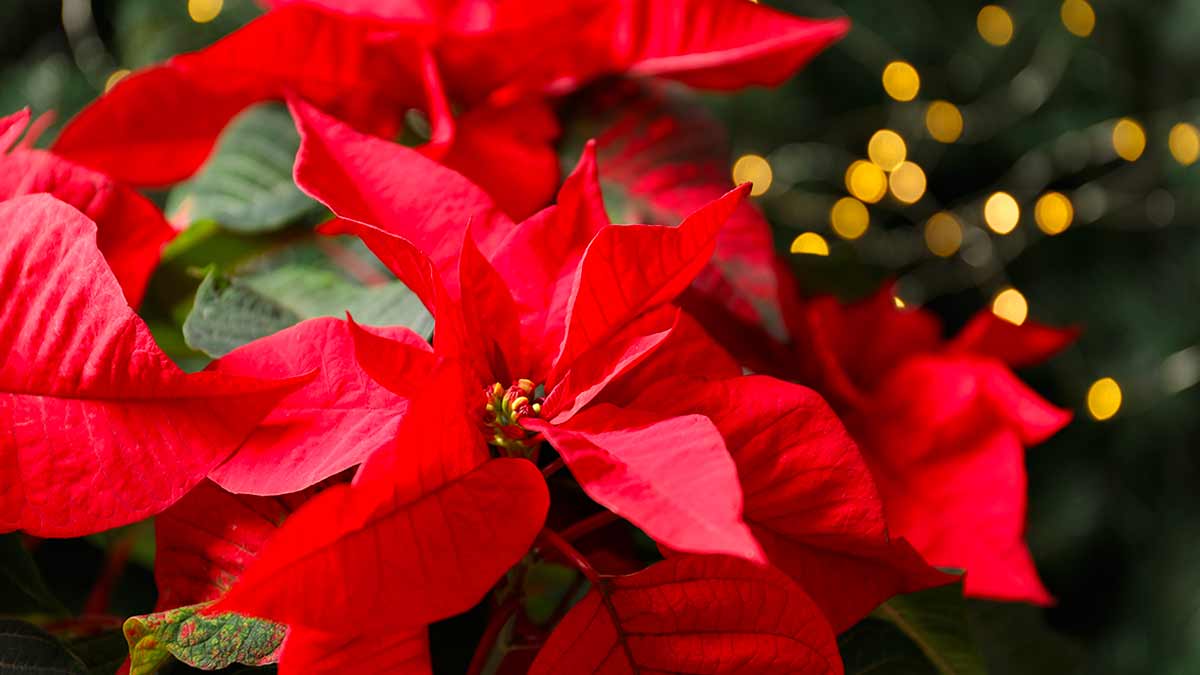 potare la Stella di Natale